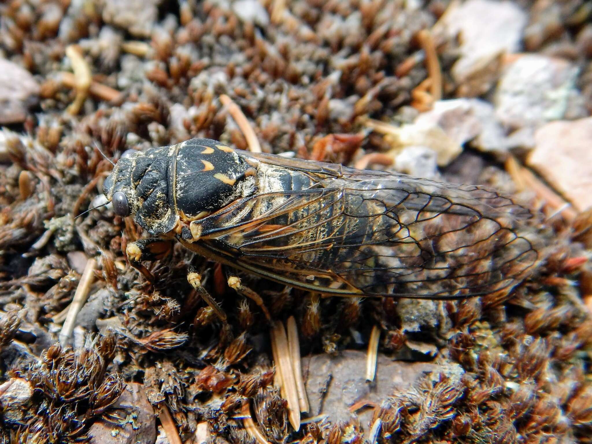 Image of Canadian Cicada