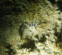 Image of peppered sea cucumber