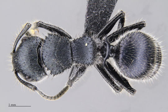 Image of <i>Echinopla pseudostriata</i> Donisthorpe 1943