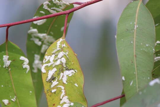 Image of Eucalyptolyma