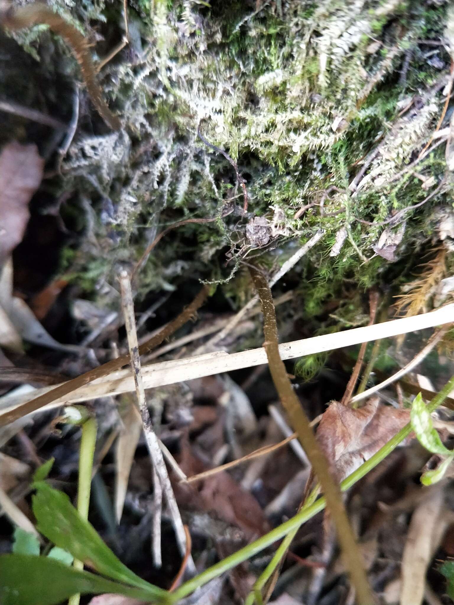 Image of Athyrium anisopterum Christ