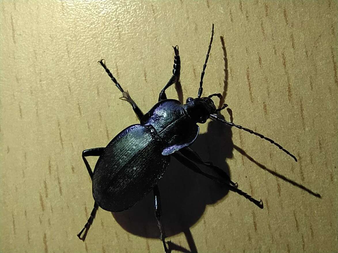 Слика од Carabus (Oreocarabus) luetgensi luetgensi Beuthin 1886