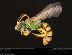 Image of Honey-bellied Agapostemon