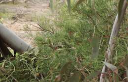 Image of Eucalyptus diminuta Brooker & Hopper