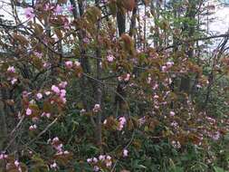 Image de Prunus sargentii Rehd.