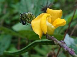 صورة Vigna reflexo-pilosa Hayata