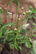 Image of Galinsoga parviflora var. semicalva A. Gray