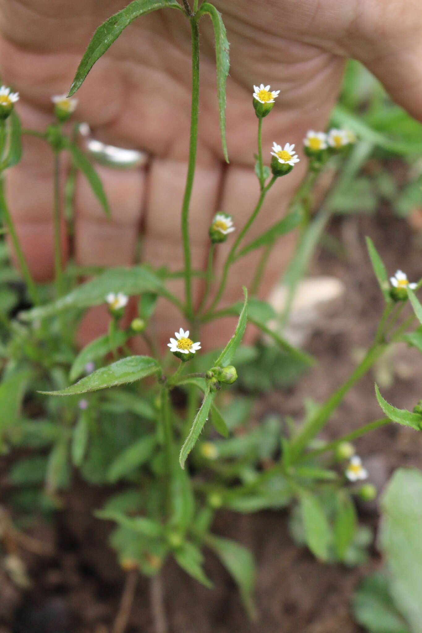 Galinsoga parviflora var. semicalva A. Gray resmi