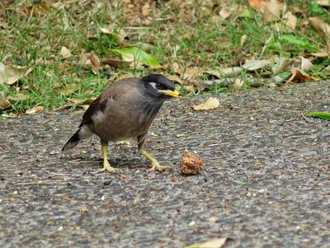 Image of Acridotheres tristis tristis (Linnaeus 1766)