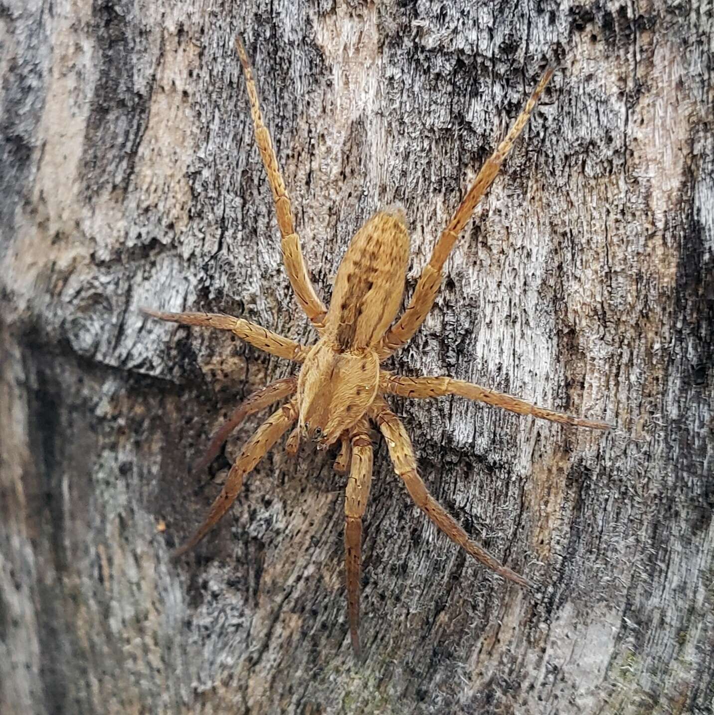 Image of Arachosia cubana (Banks 1909)