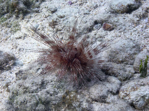 Image of Pale spine fire urchin