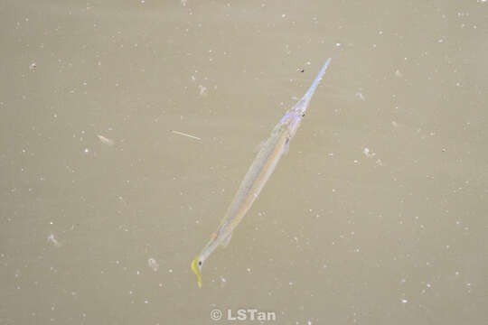 Image of Banded needlefish