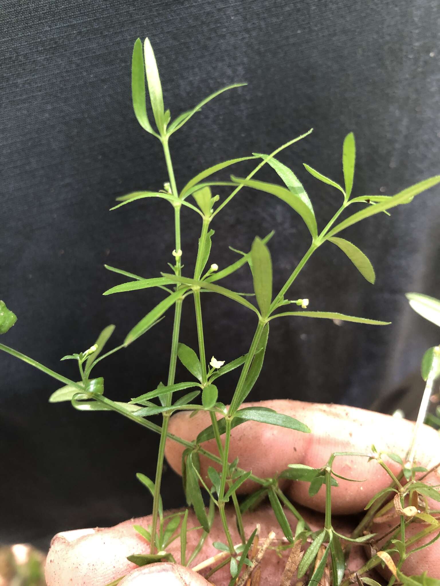 Image of One-Flower Bedstraw