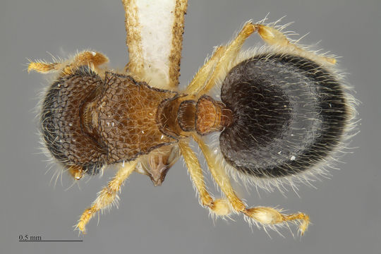 Image of <i>Meranoplus magrettii</i> André 1884