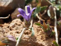 Imagem de Campanula stricta L.