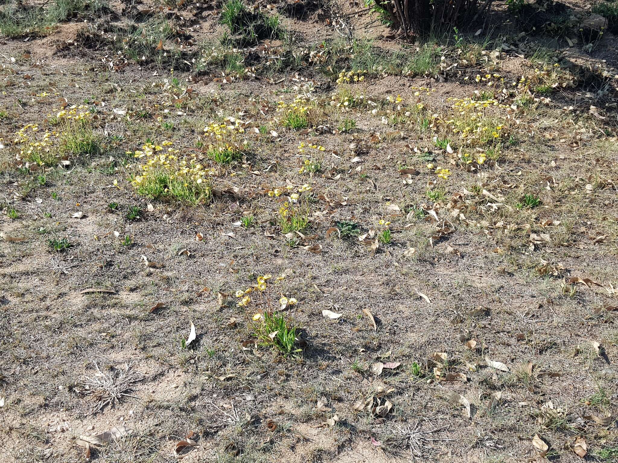 Image of Helichrysum aureum var. monocephalum (DC.) Hilliard