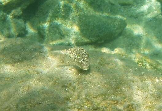 Image of Studded Pufferfish