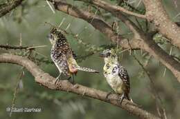 Image of D'Arnaud's Barbet