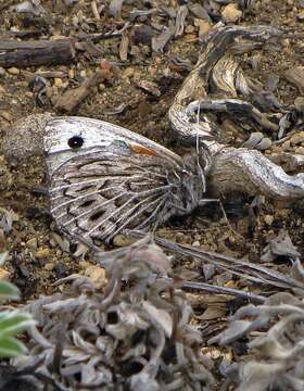 Image of Argyrophorus