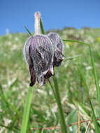 Imagem de Pulsatilla rubra (Lam.) Delarbre