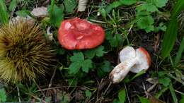 Image of Russula persicina Krombh. 1845