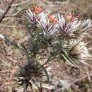 Image of Macledium zeyheri subsp. thyrsiflorum (Klatt) Netnou