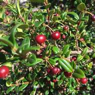 Image of Chilean guava