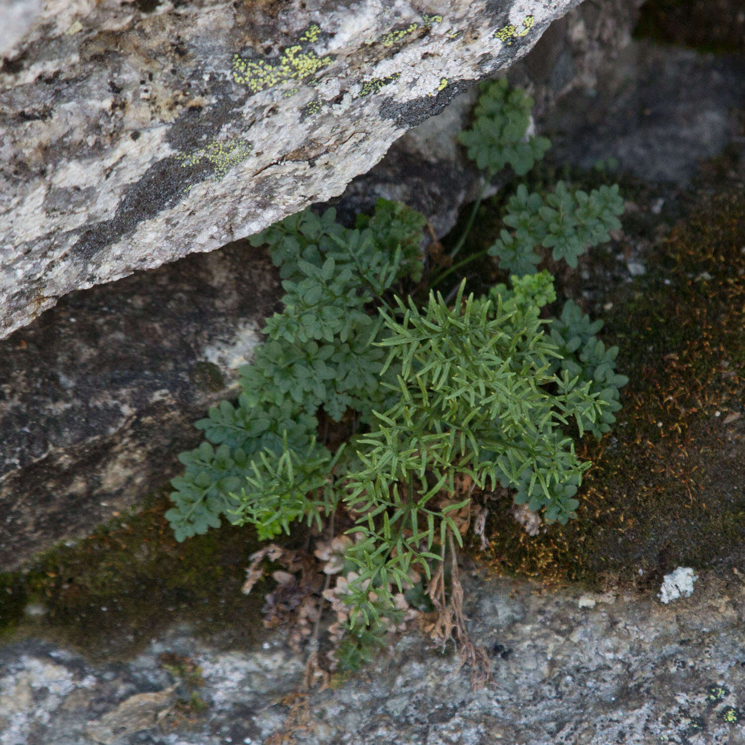 Sivun Cryptogramma acrostichoides R. Br. apud Richards. kuva