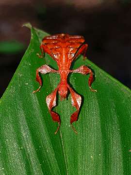 Image of Seychelles leaf insect