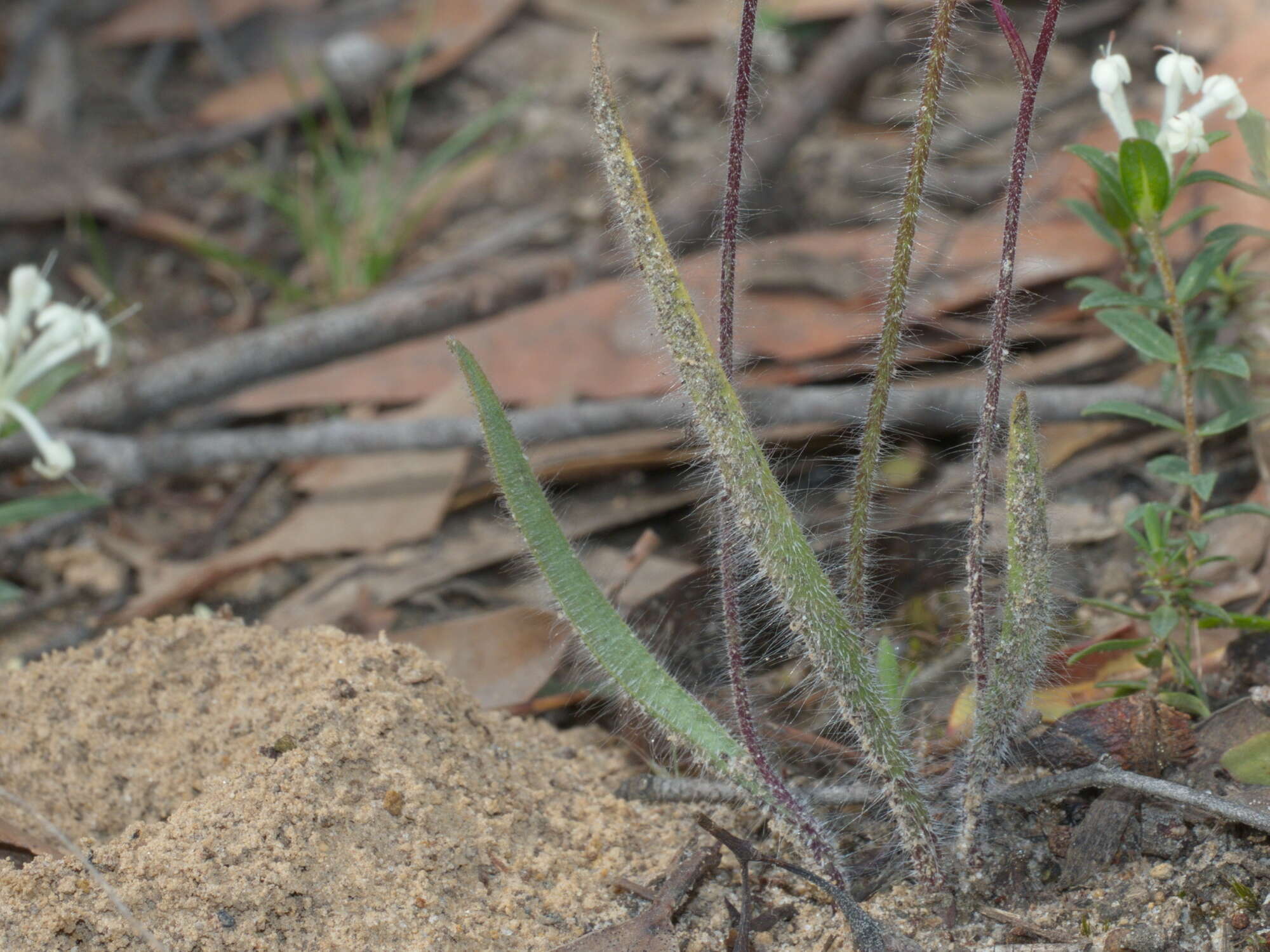 Image of Plain-lip spider orchid