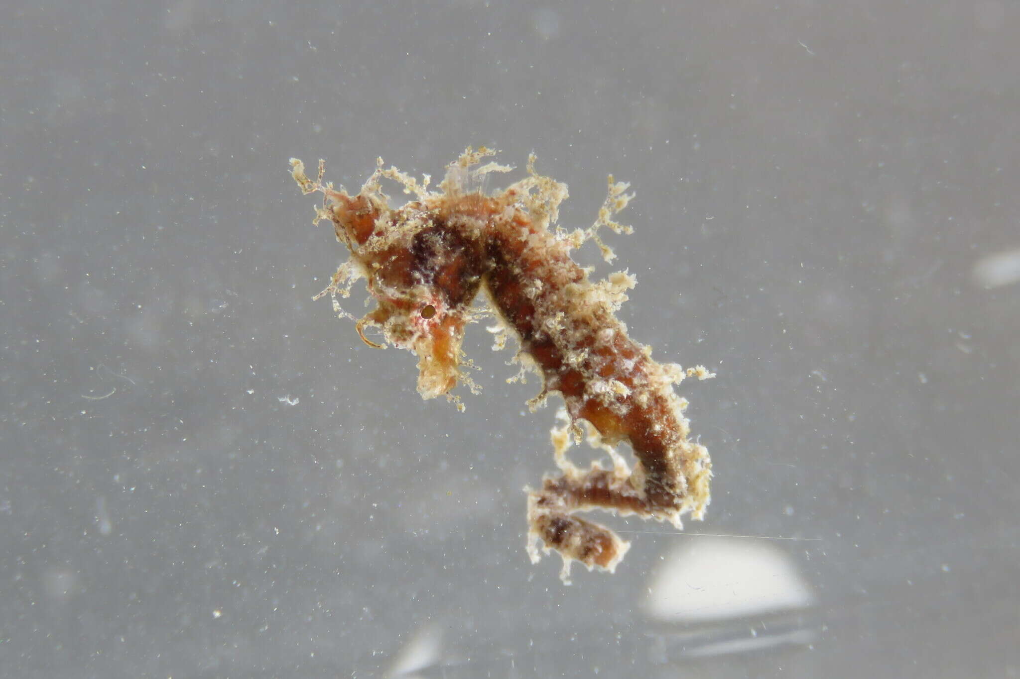 Image of Dwarf Seahorse