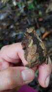 Rhinella alata (Thominot 1884)的圖片