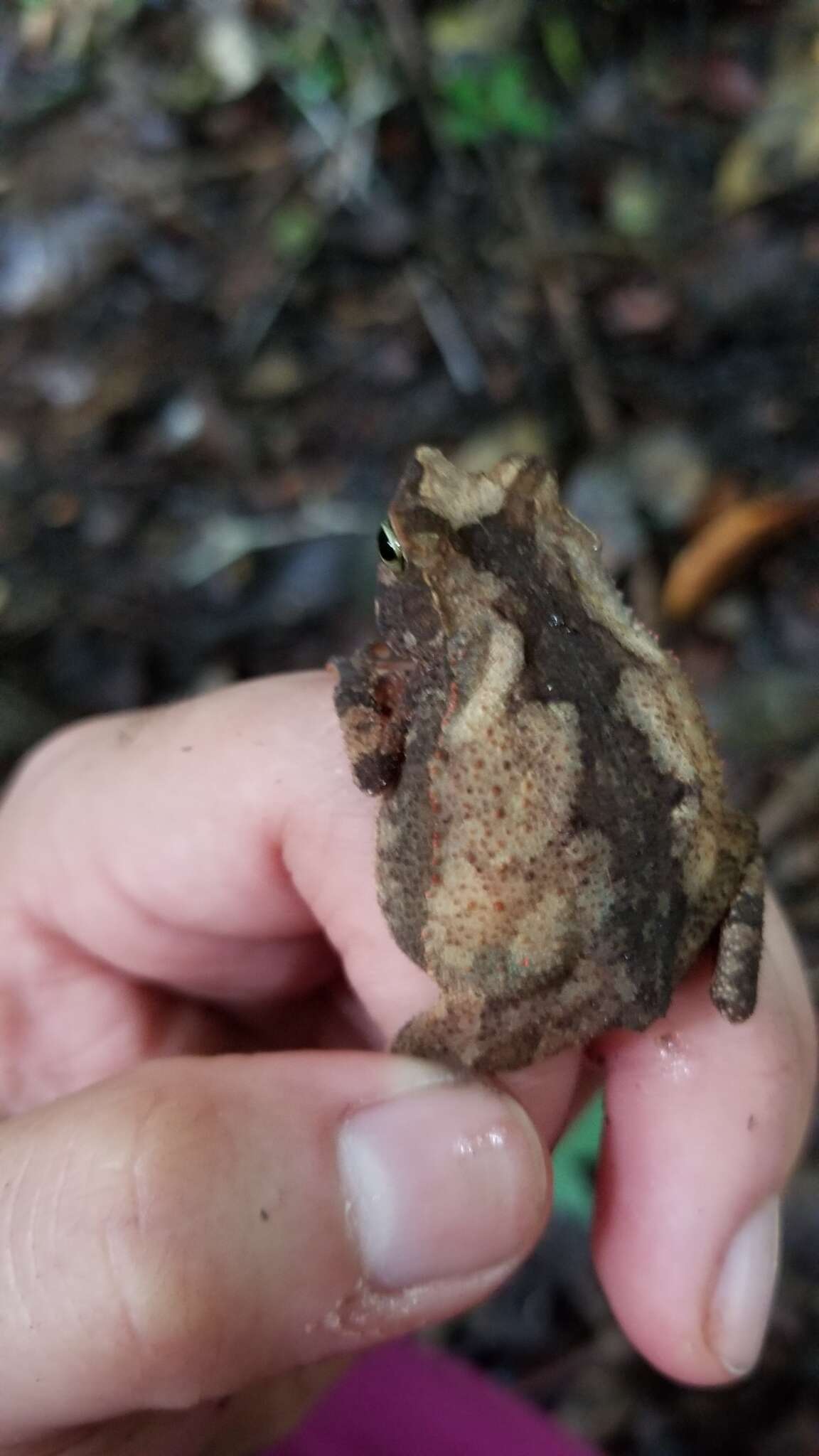 Image of Rhinella alata (Thominot 1884)