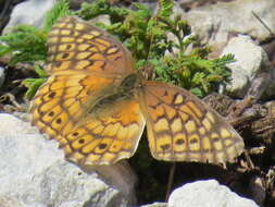 Image of Variegated Fritillary