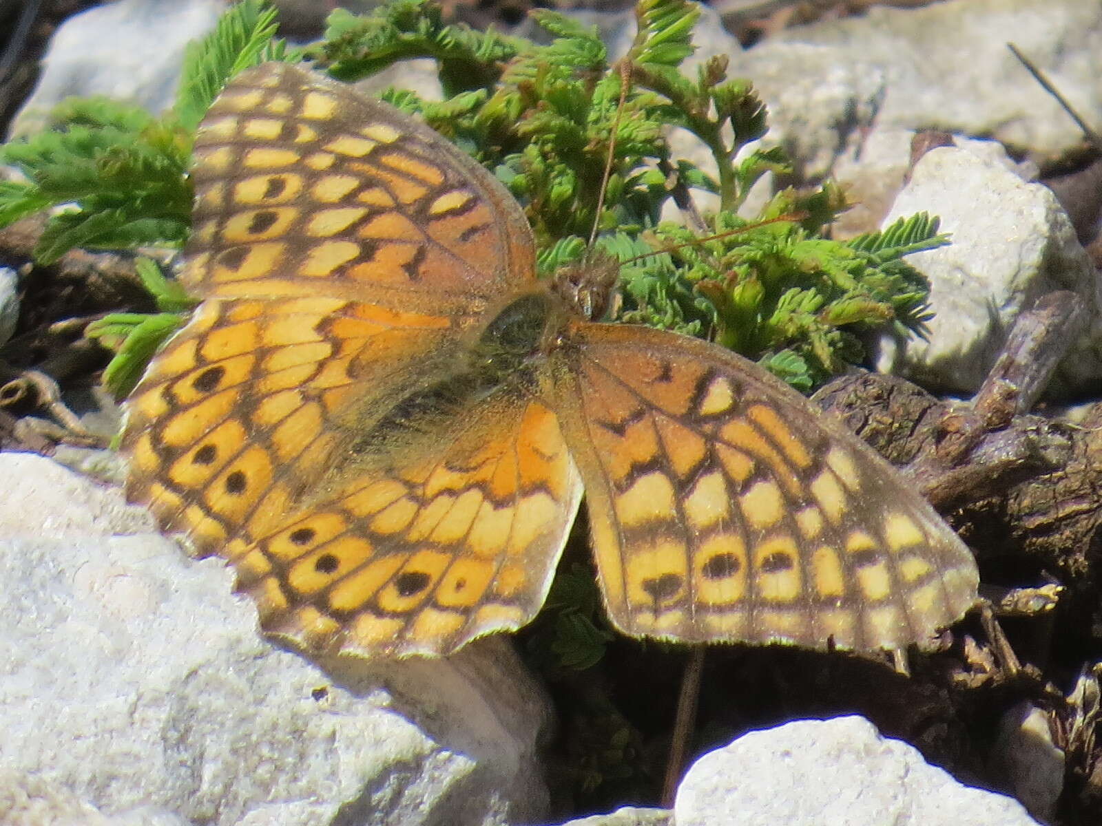 Image of Variegated Fritillary