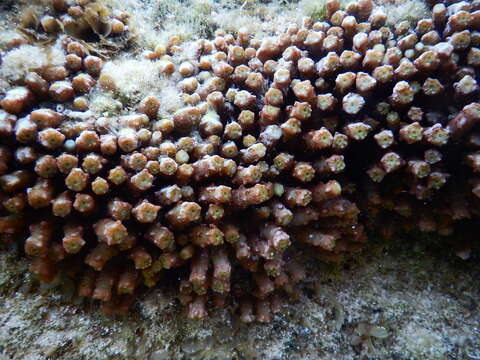 Image of warty sea mat