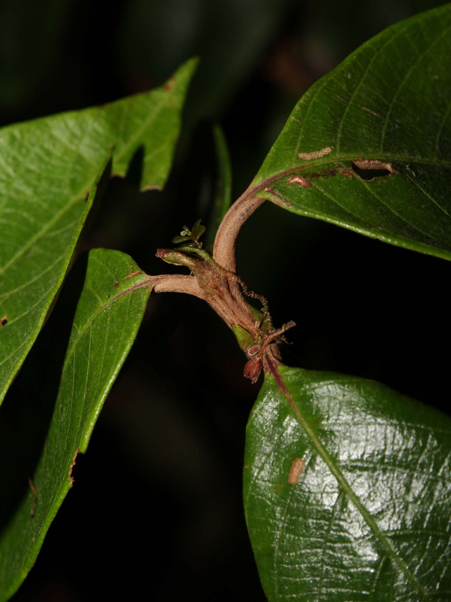 Arachnothryx buddleioides (Benth.) Planch. resmi