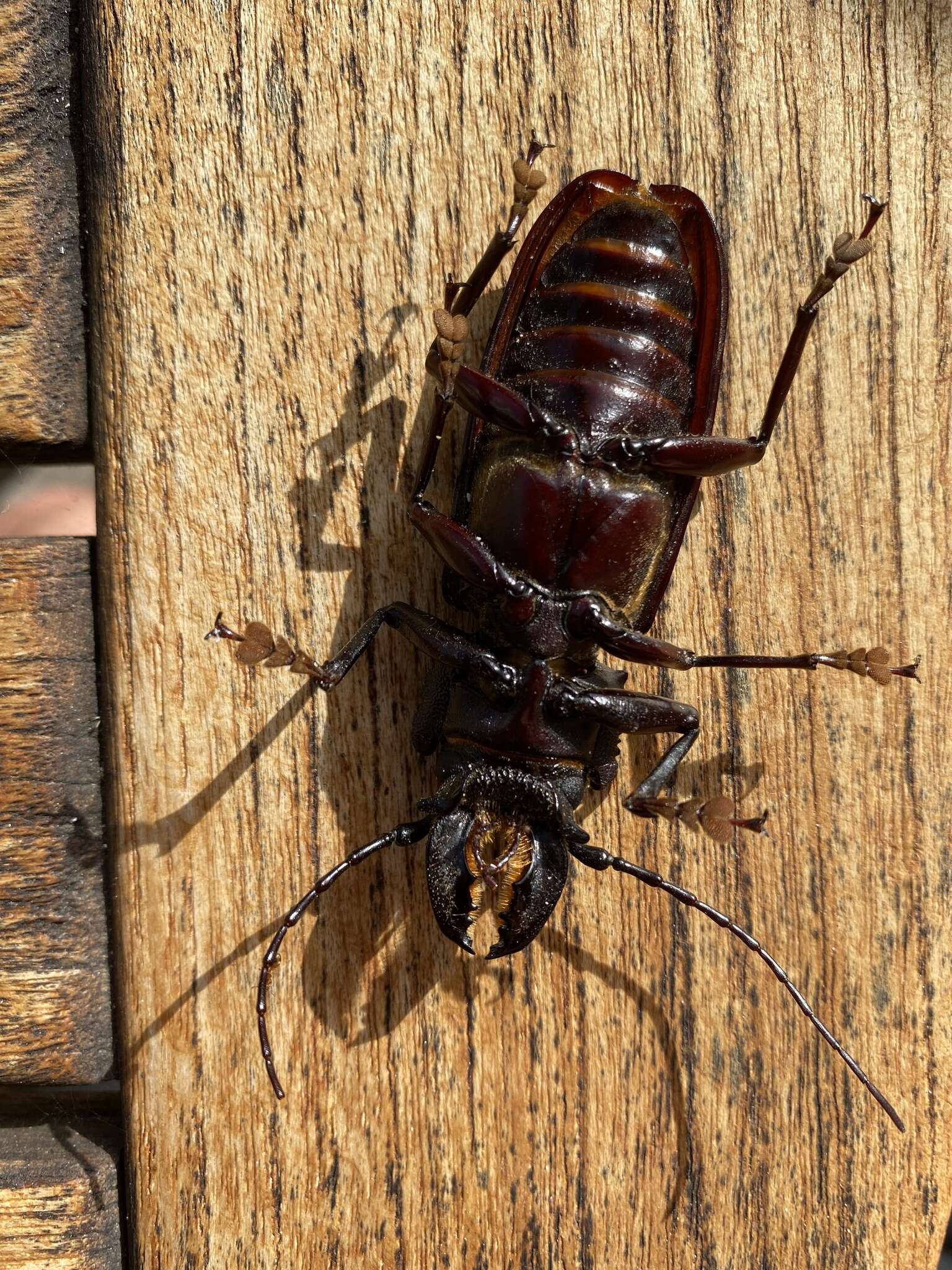 Image of Hovorodon bituberculatum (Palisot de Beauvois 1805)