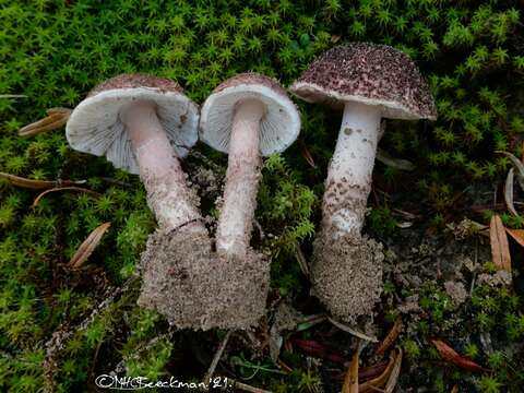 Imagem de Lepiota brunneolilacea Bon & Boiffard 1972