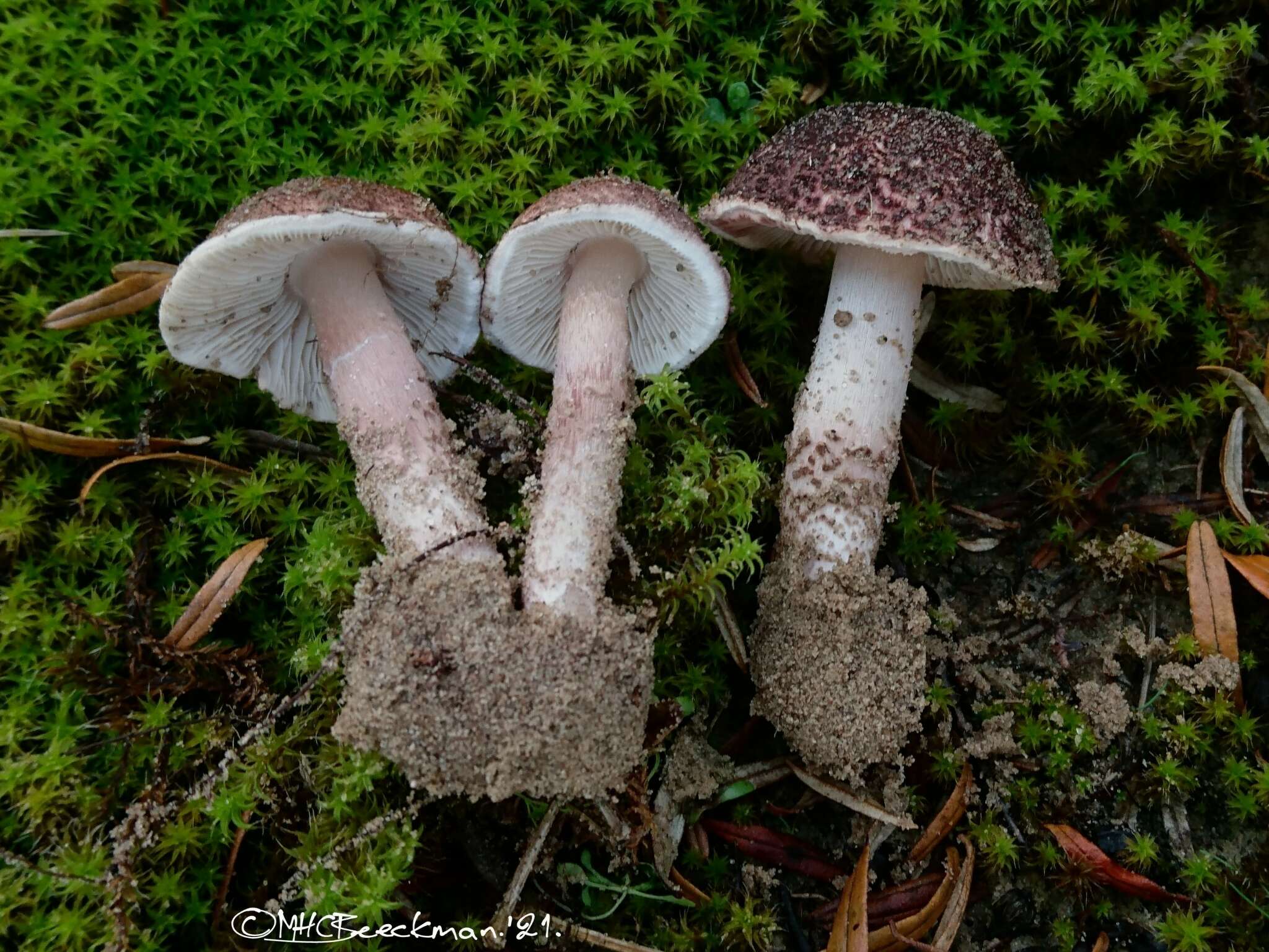 Image of Lepiota brunneolilacea Bon & Boiffard 1972