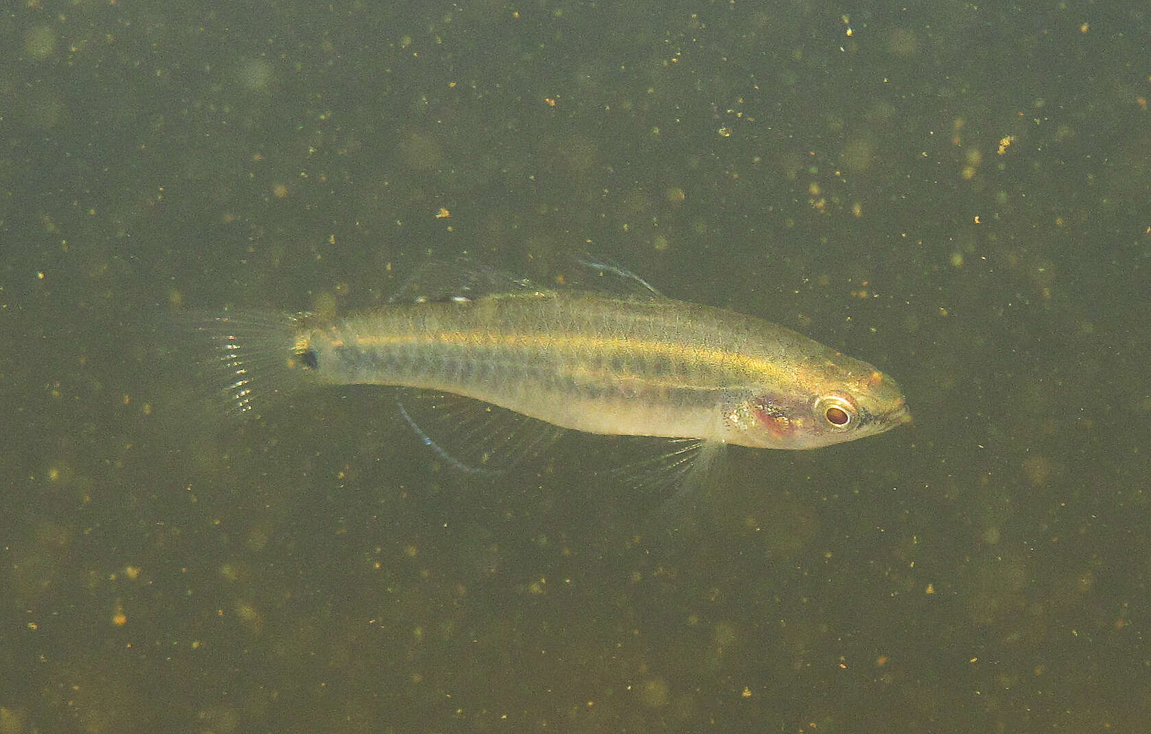 Hypseleotris resmi