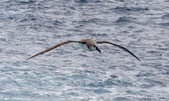 Image of Grey-headed Albatross