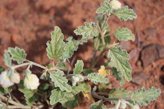 Image of Hermannia comosa Burch. ex DC.