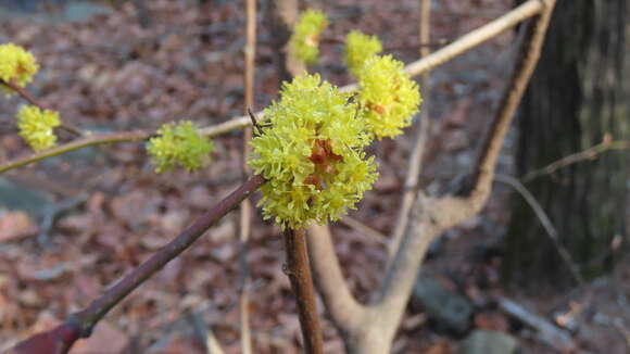 Image of Lindera obtusiloba Bl.