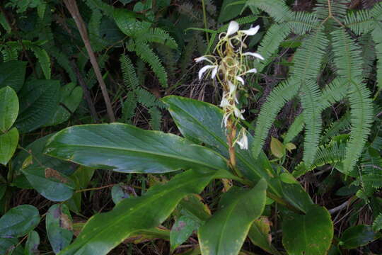 Image of Hedychium cylindricum Ridl.