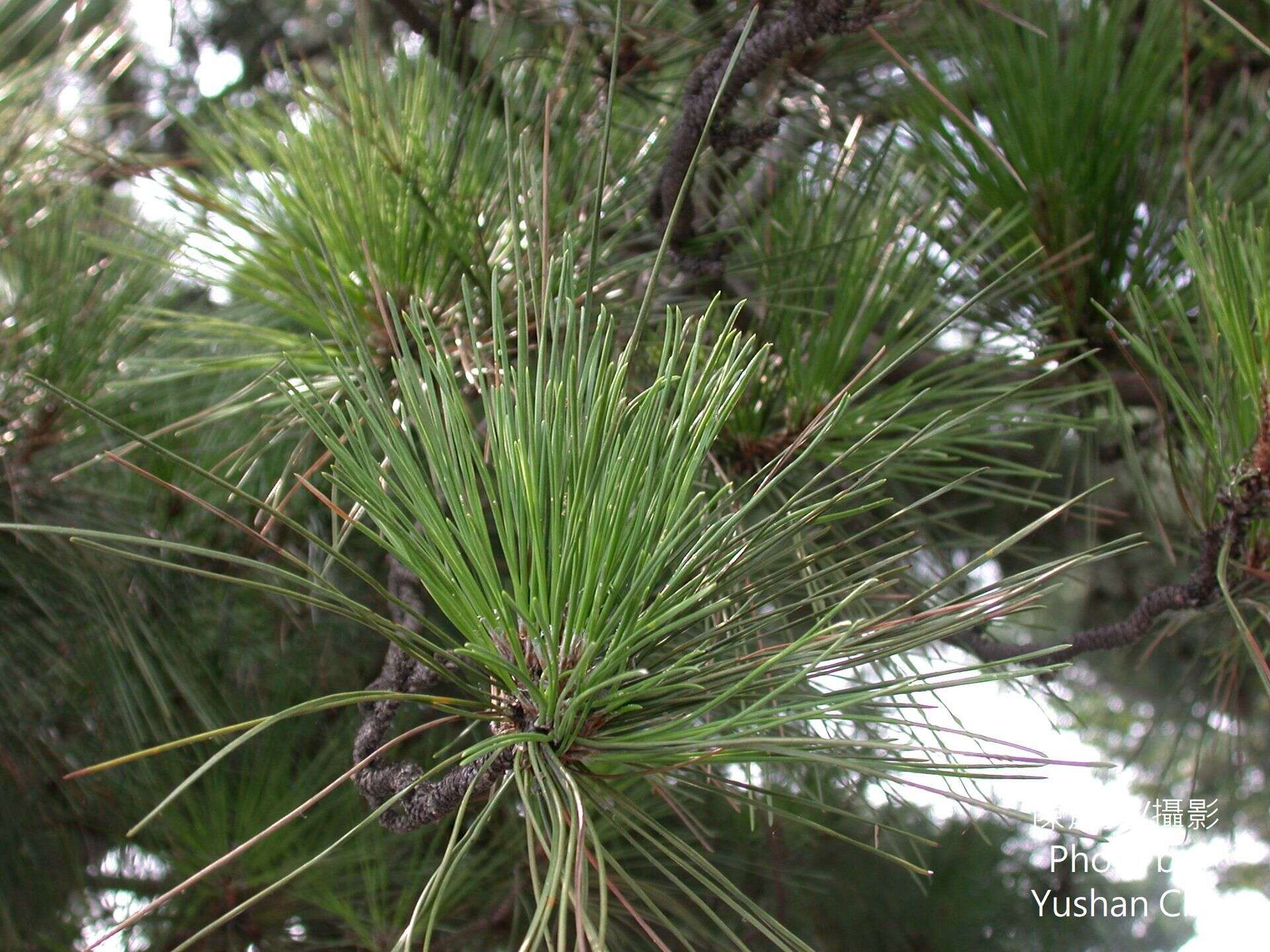 Image of Luchu Pine