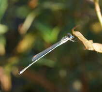 Image de Austrolestes leda (Selys 1862)