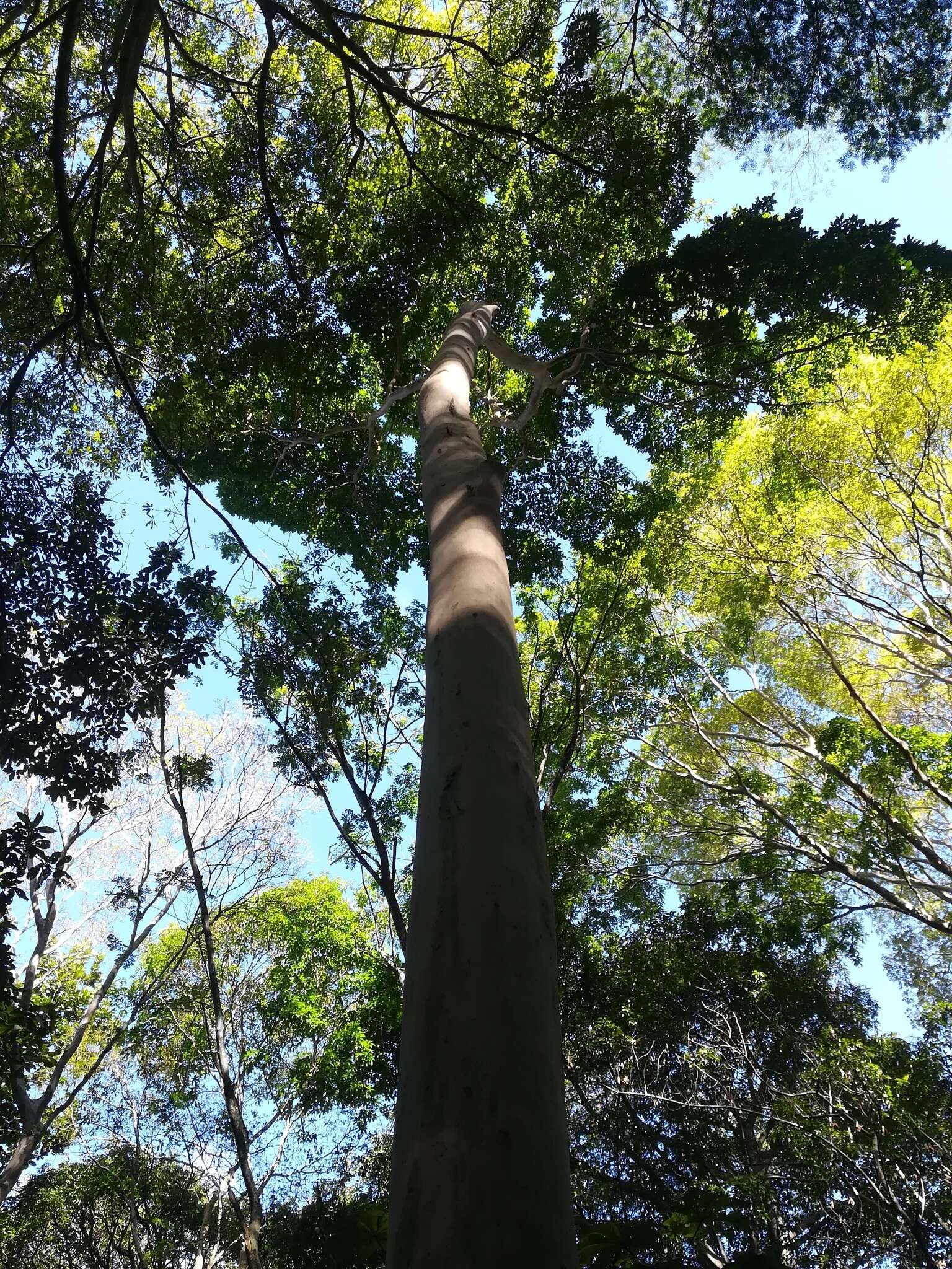 Image of Peruvian almond