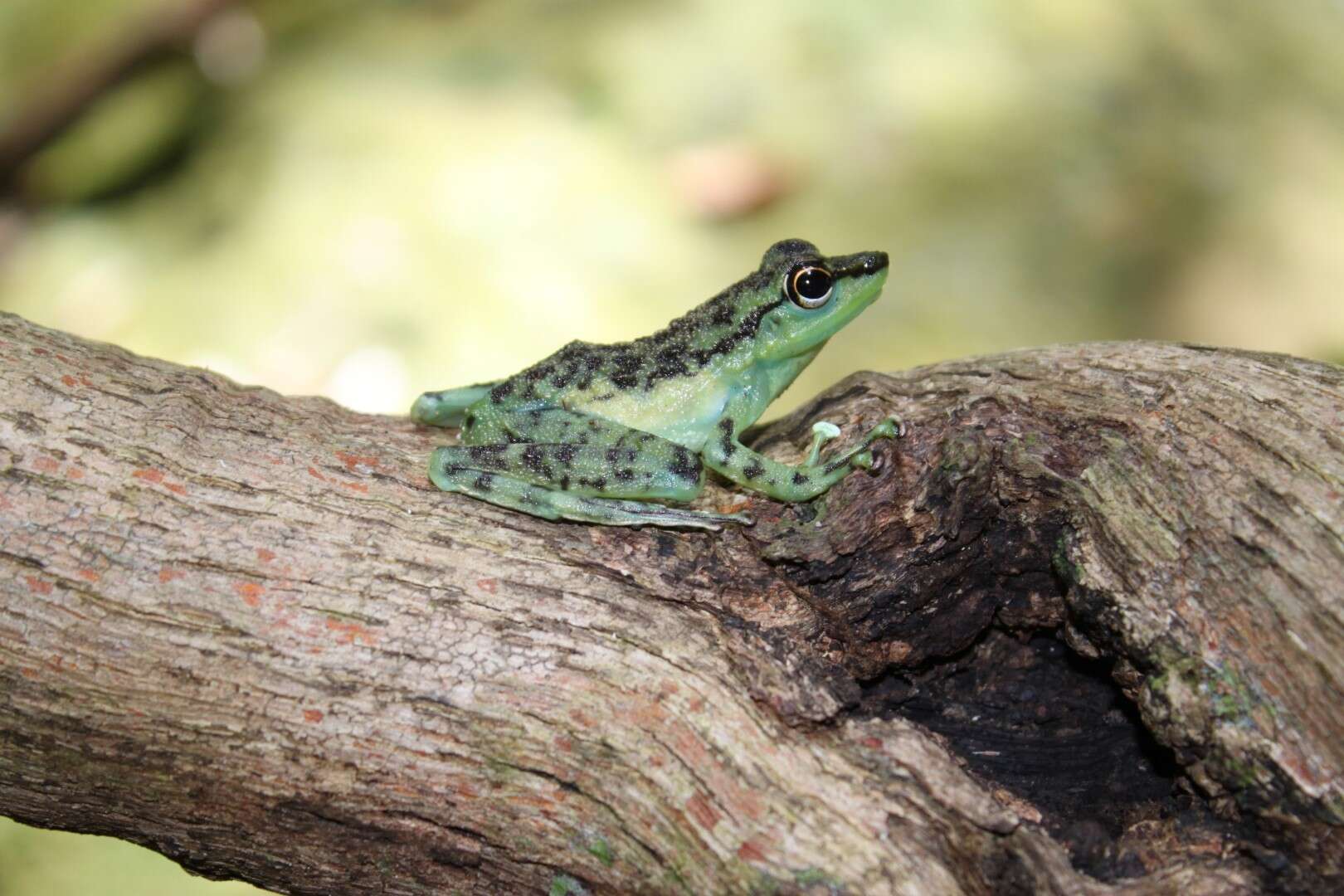 Image of Staurois guttatus (Günther 1858)