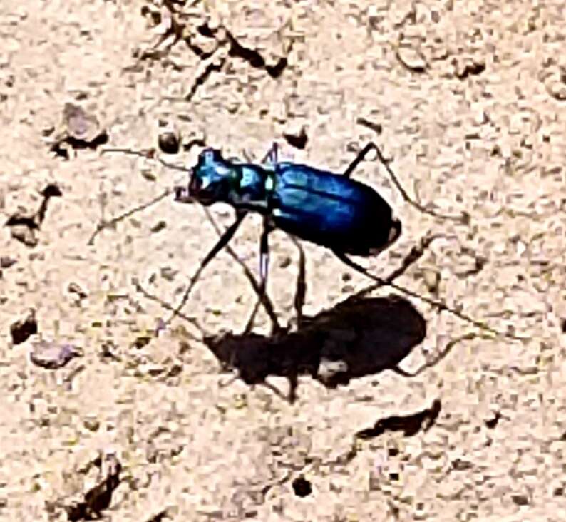 Image of Cicindela (Cicindelidia) rufiventris cumatilis Le Conte 1851